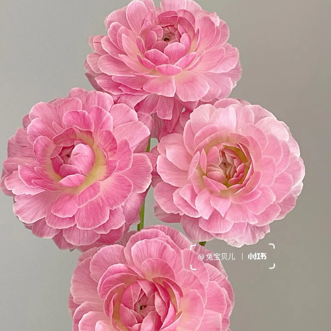 【麦浪】洋牡丹 不包邮一个运费任意拍