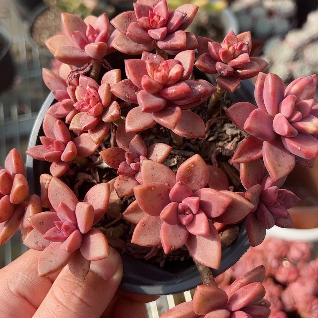 姬胧月散装带盆土一盆