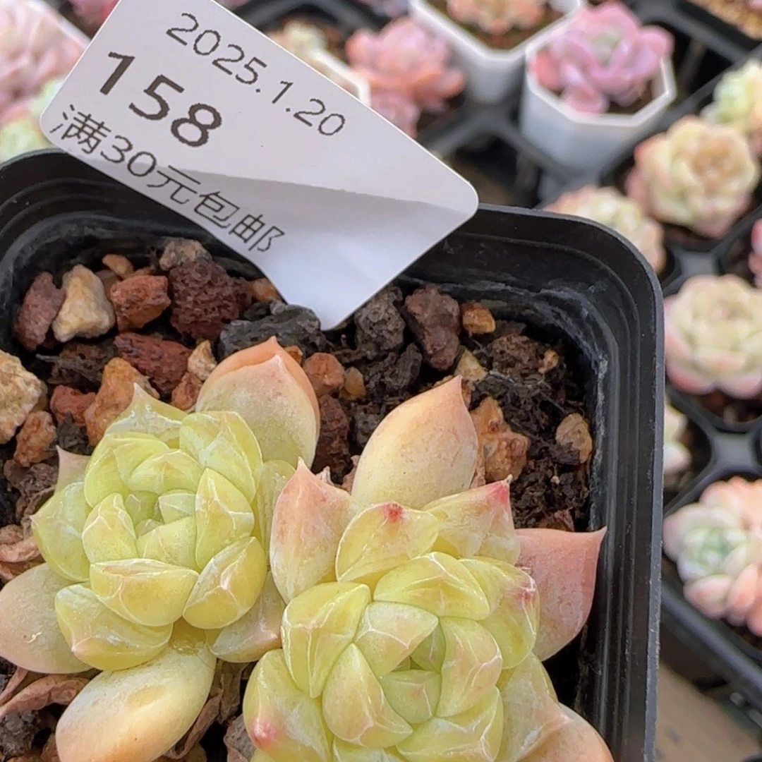 冰魄双头一颗脱土发货