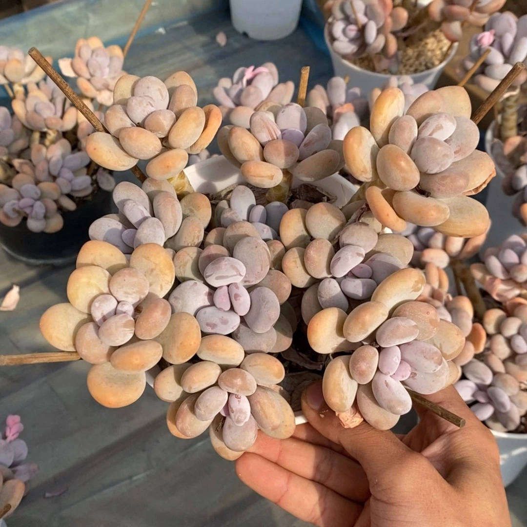 桃美人 一物一拍