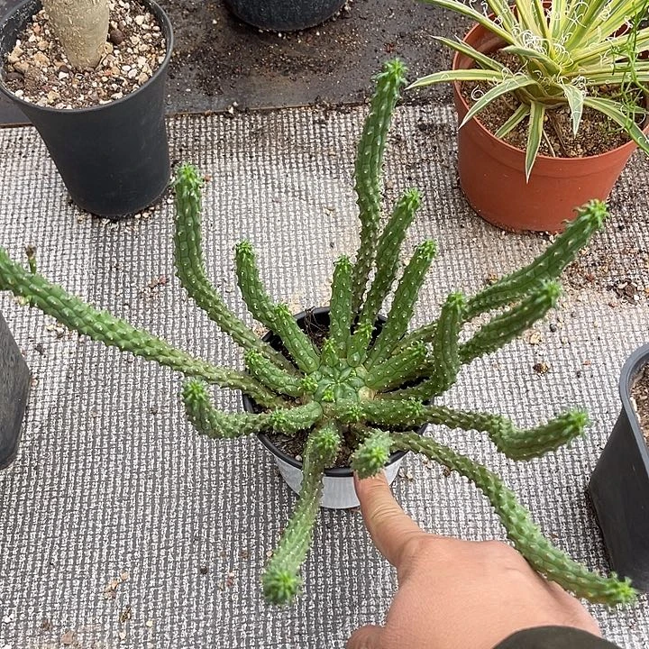 无花朵九头龙块根一物一拍