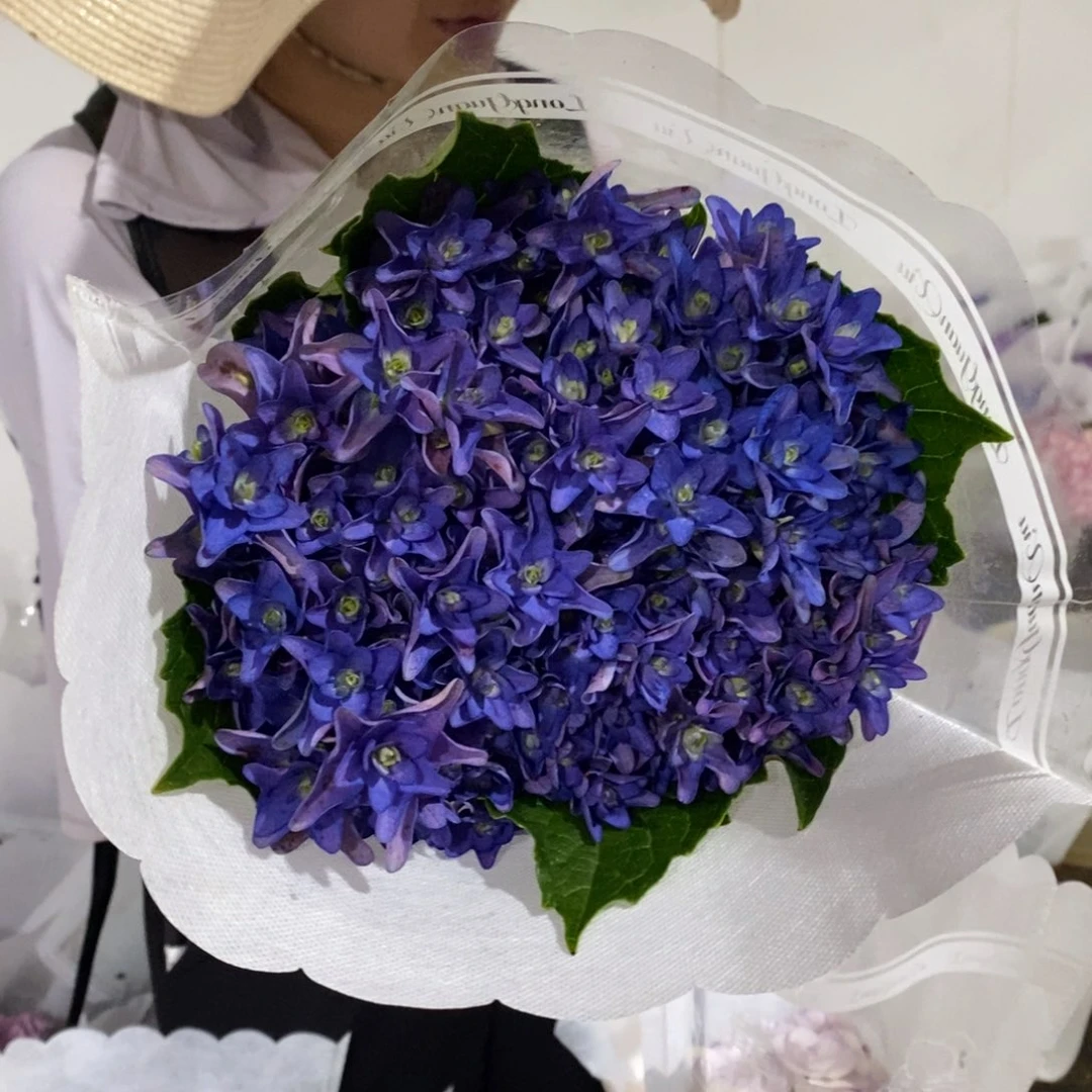 764号绣球/有色差介意勿拍（3单冷链包邮、偏远补运费发德邦）