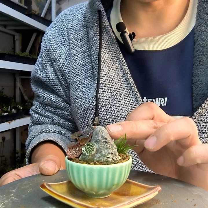 燕小盆景一物一拍160