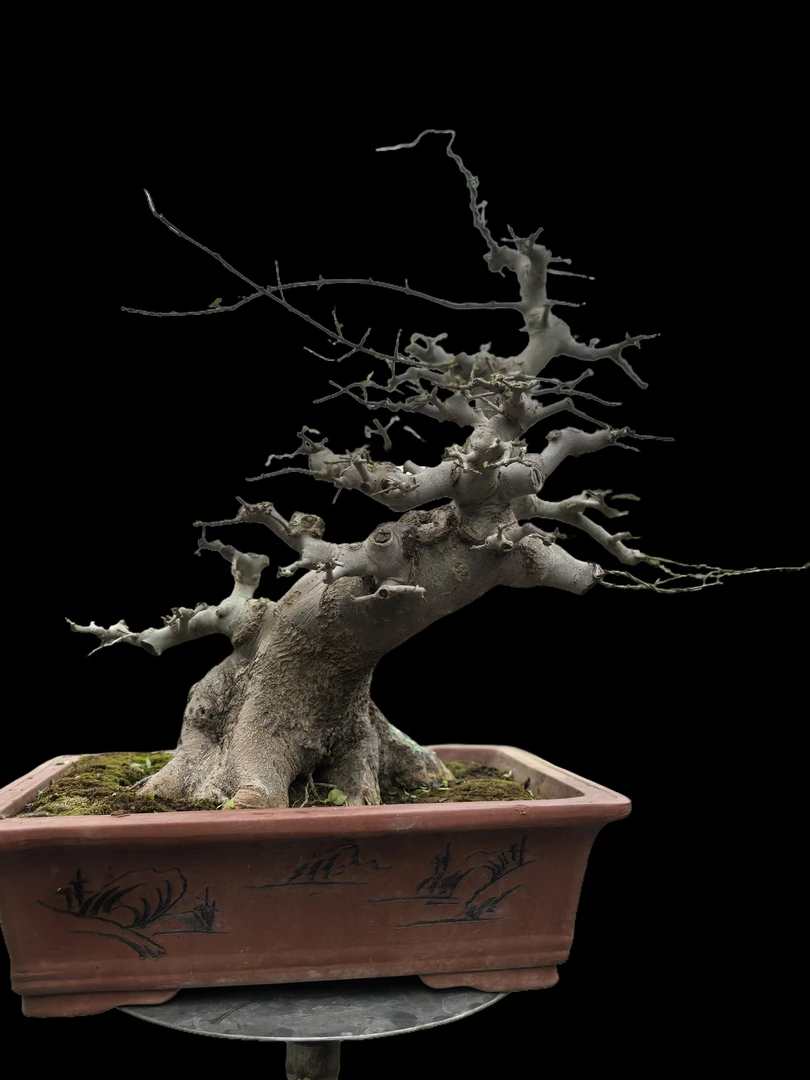 对节白蜡支付链接