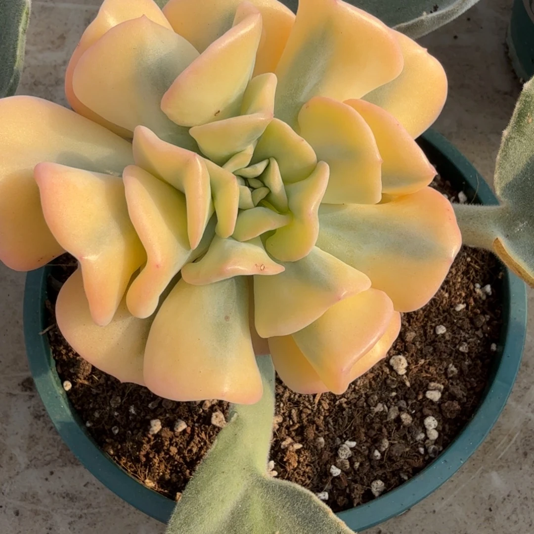 雪精灵多头 安吉园艺锦