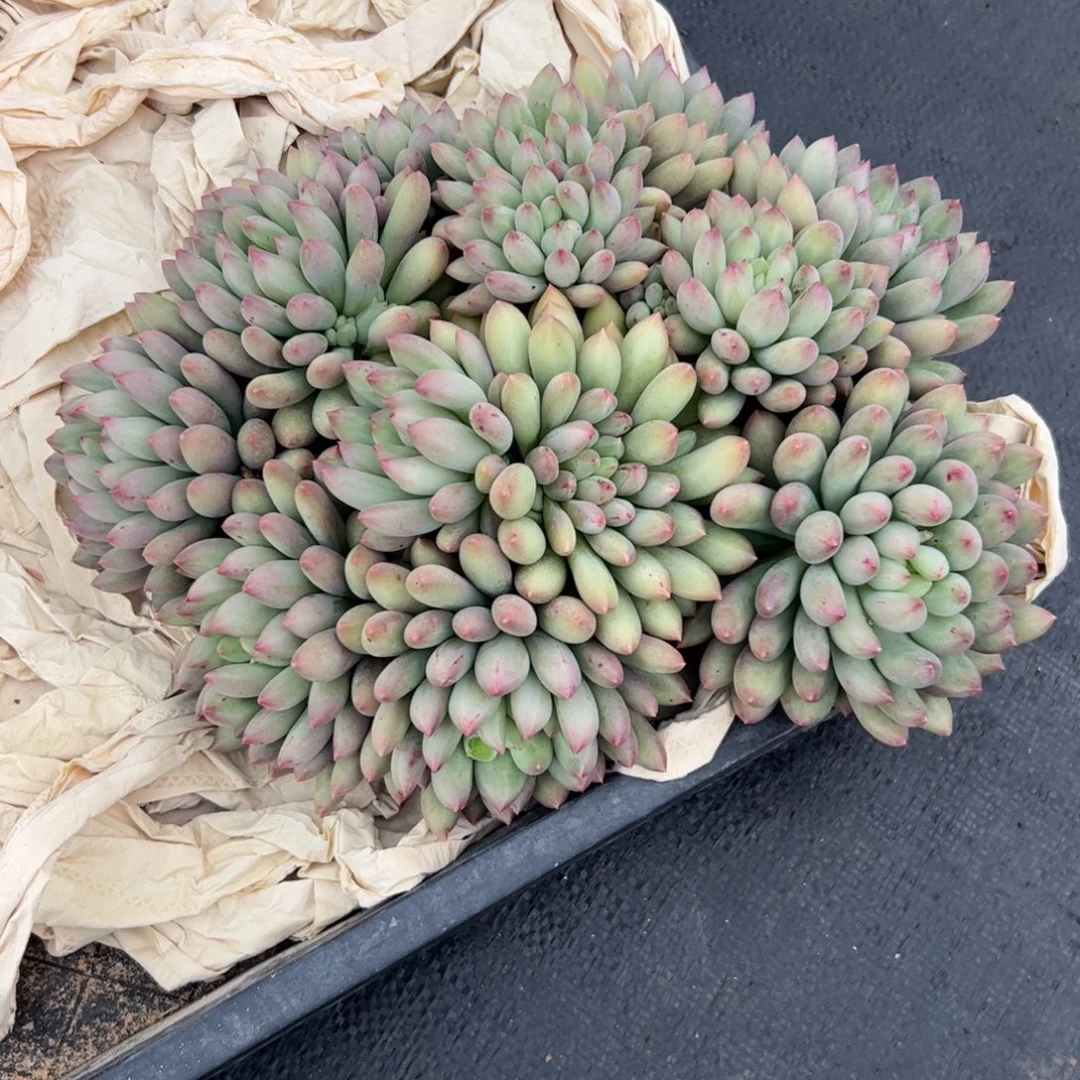 ****l岩字自然群多肉植物