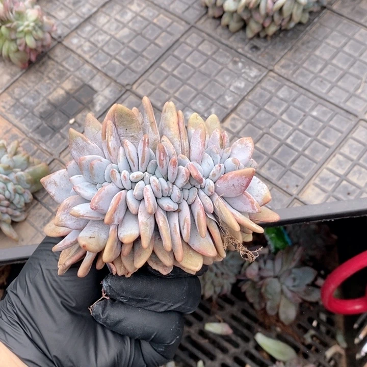 斤****719粉兔缀哇哇哇哇