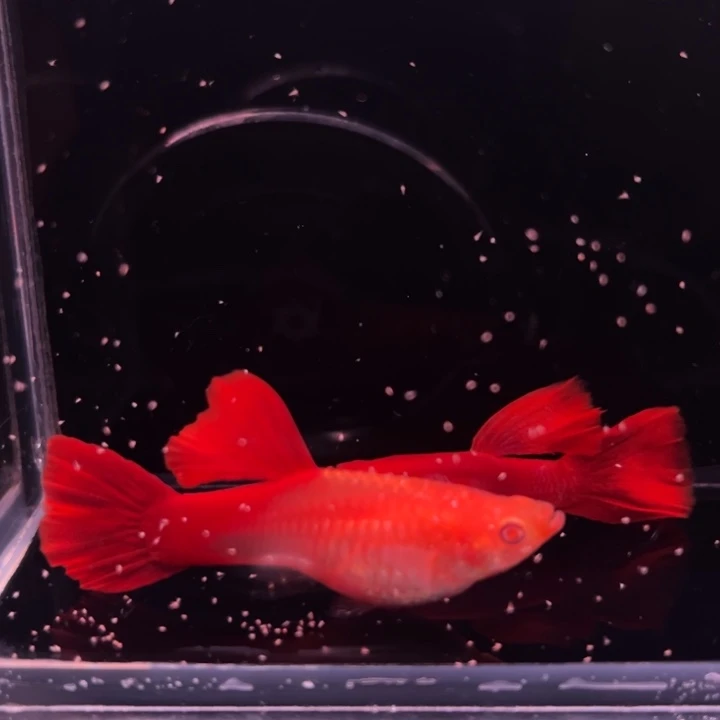 孔雀鱼精品大背血红1对
