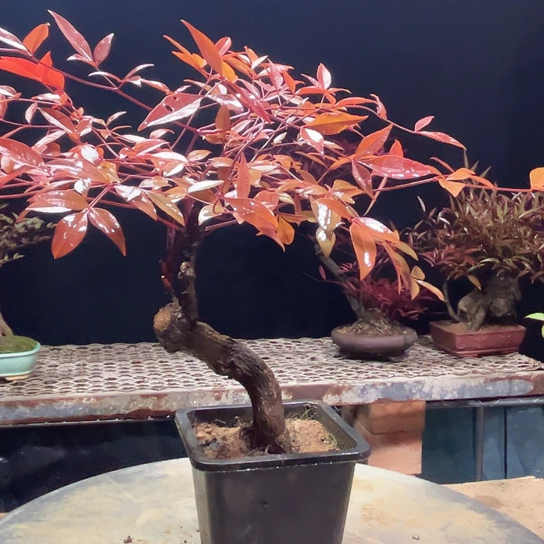 不开花植物0000000003