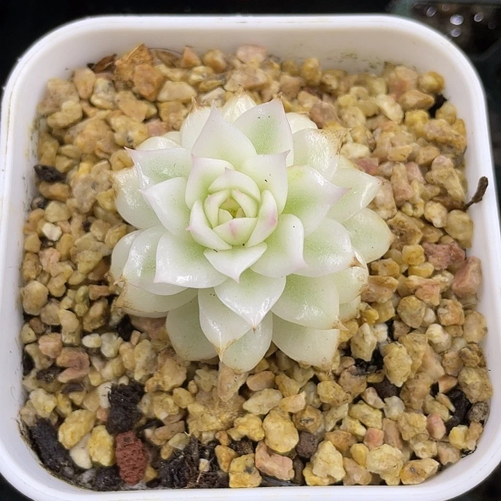 黑水晶宽锦一物一拍