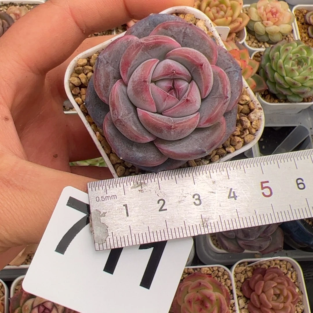 杨*千711 多肉植物组合盆栽