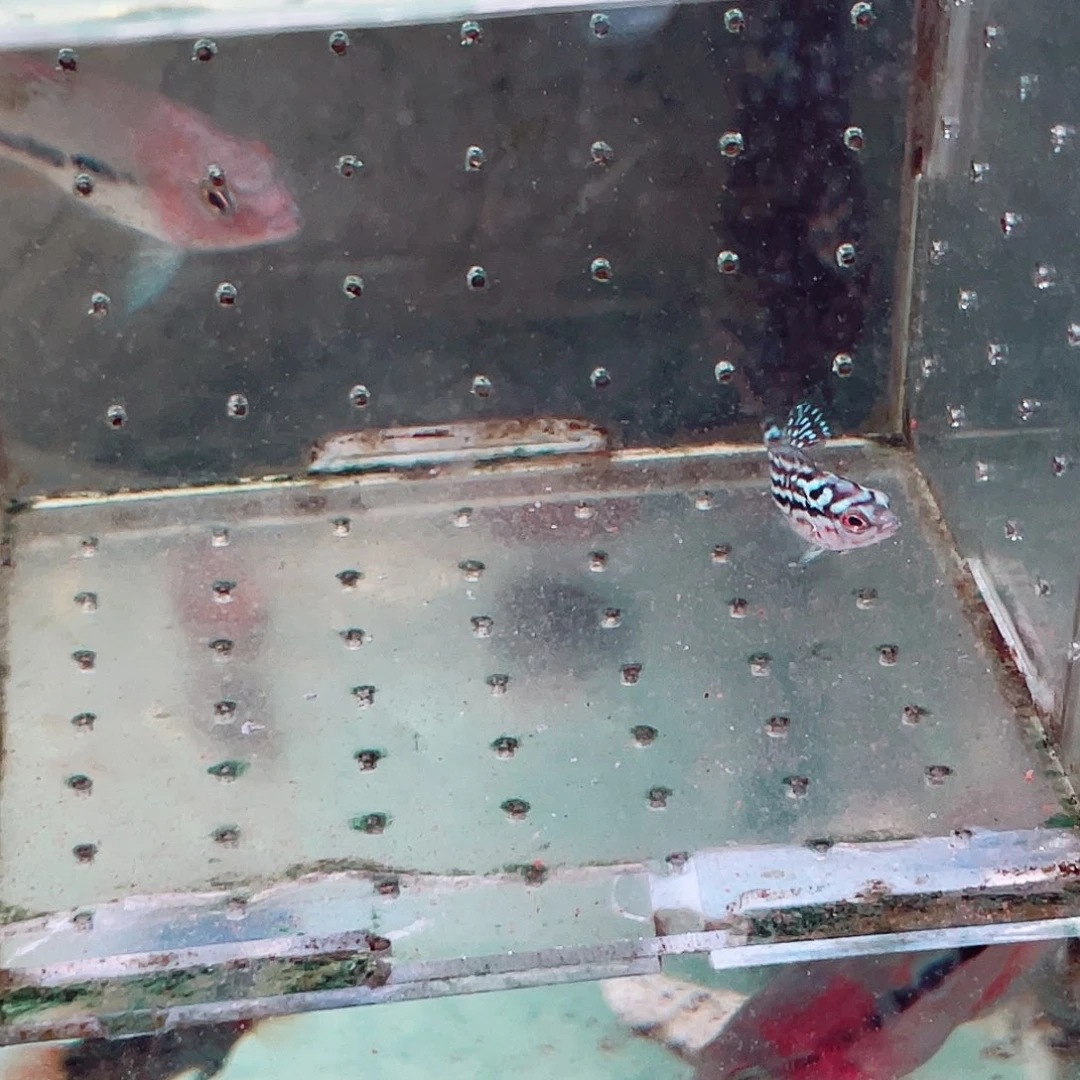 你***！罗汉鱼金花罗汉鱼苗一条