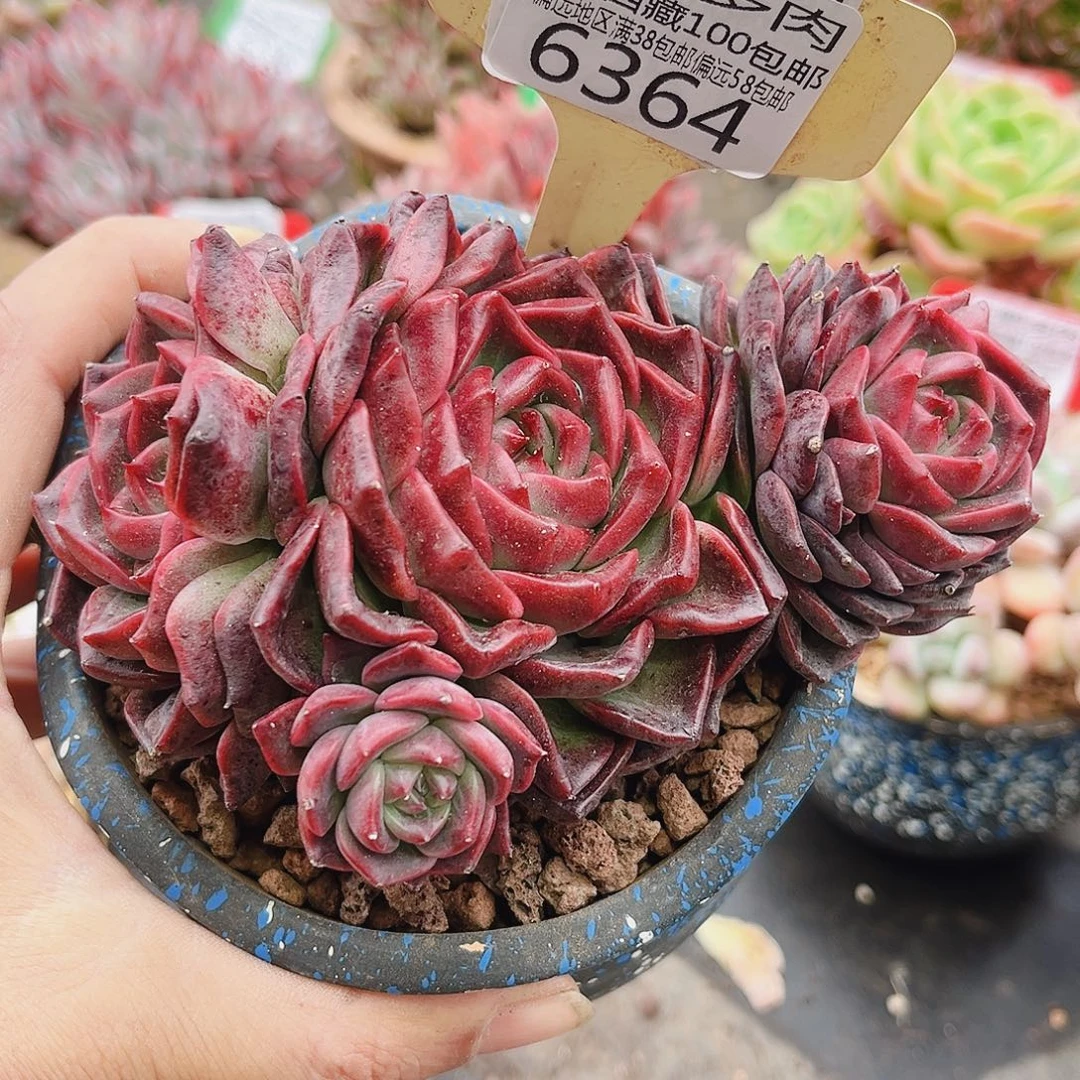 6364魔卡。