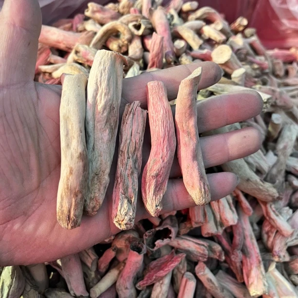 云南野生蓝底红菇脚，自己吃很划算