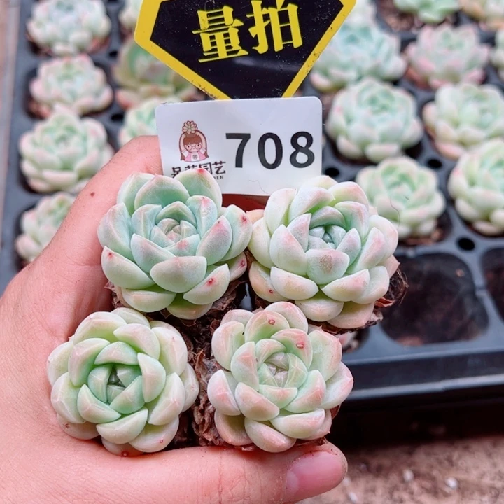 多肉植物多肉植物