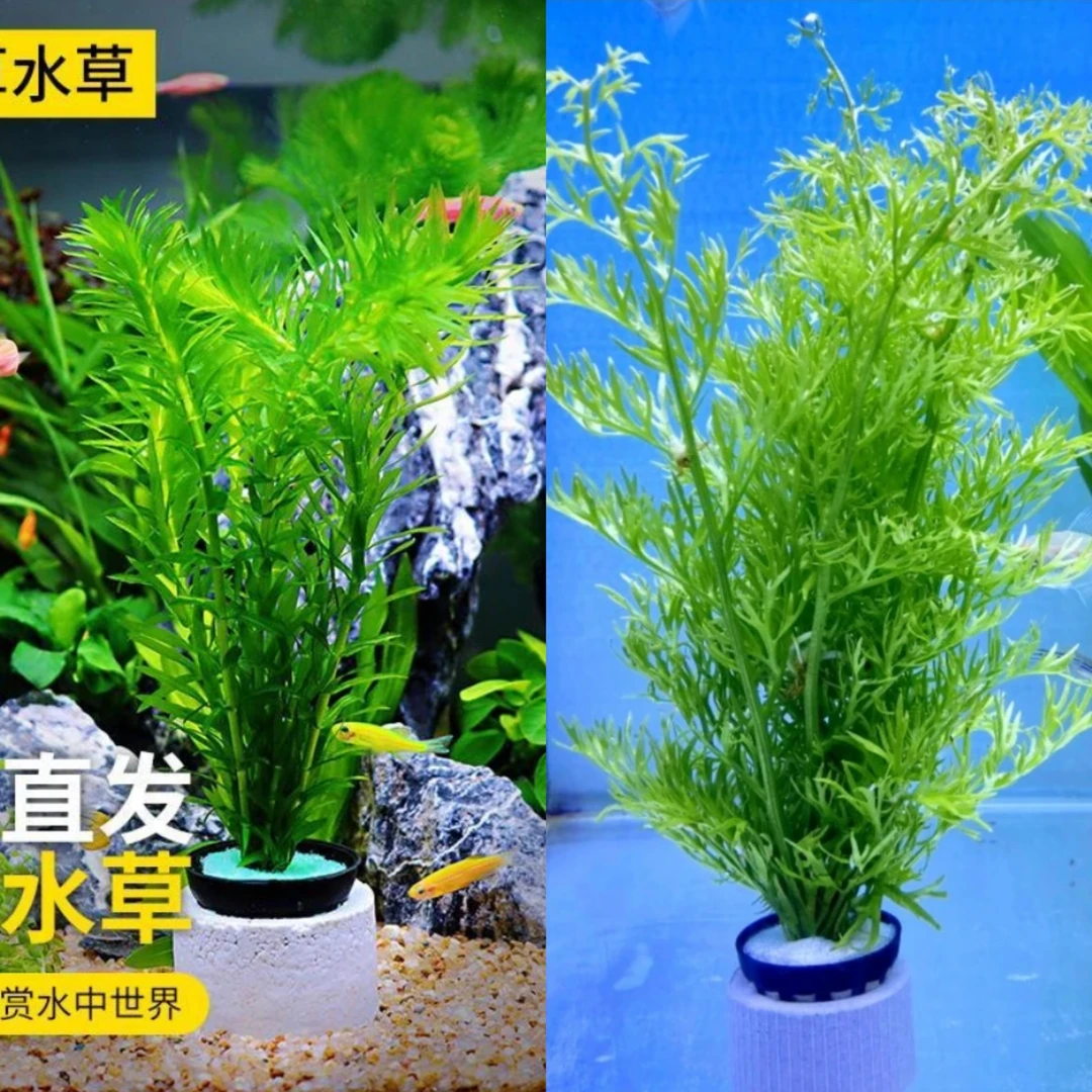 蜈蚣草水芹阴性水草鱼缸造景增氧净化水质易养活