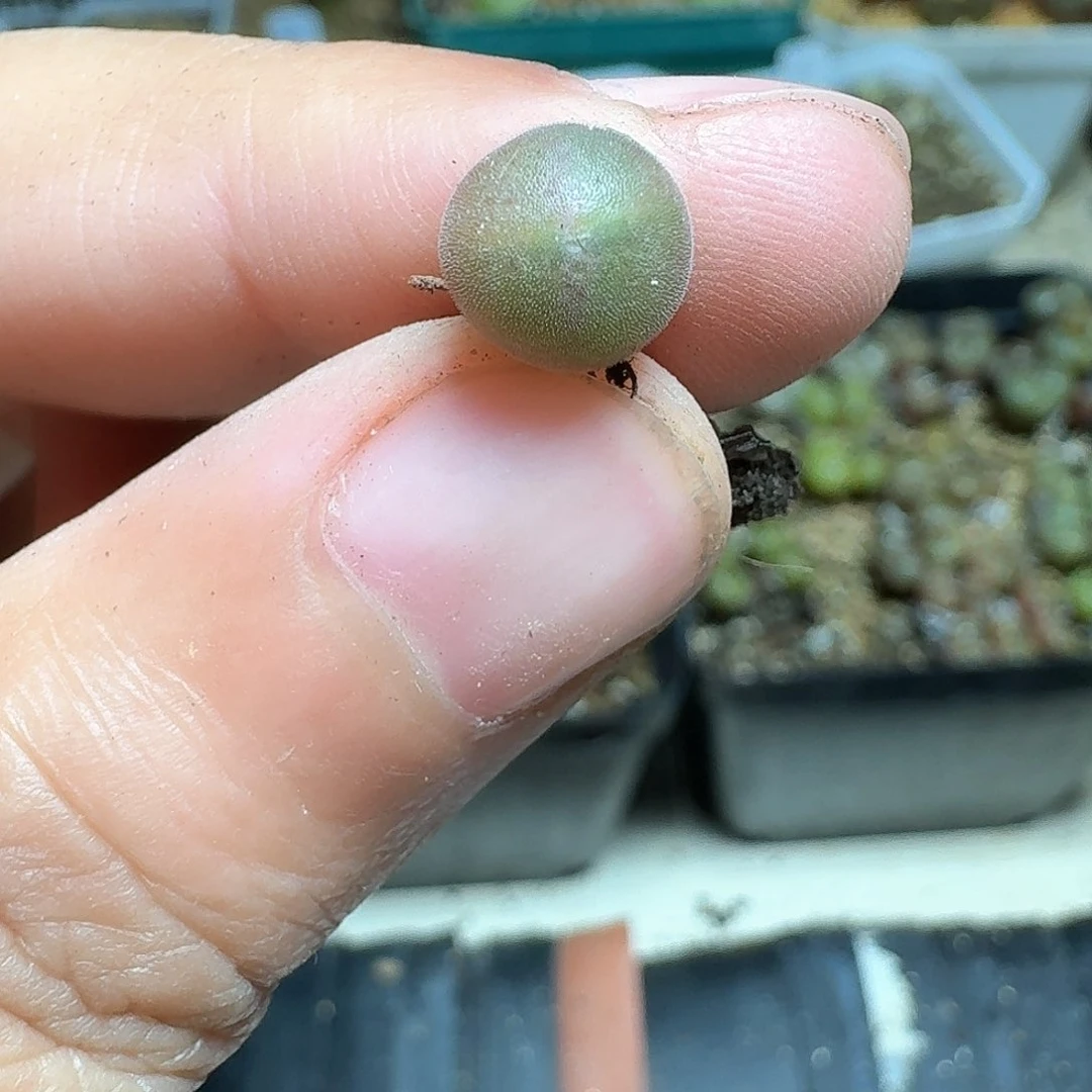 1颗一组量拍多肉植物哇c