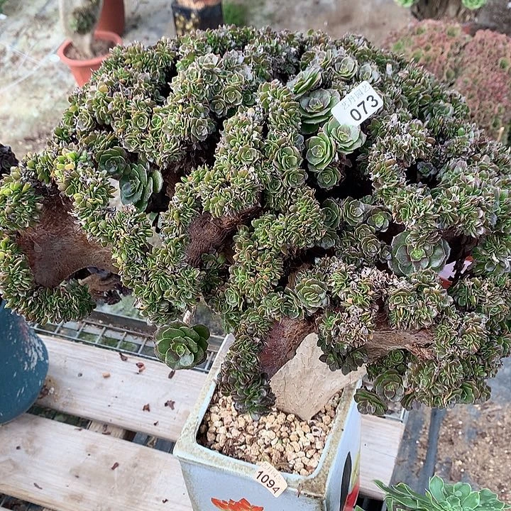 073万圣节一颗缀化瑕疵