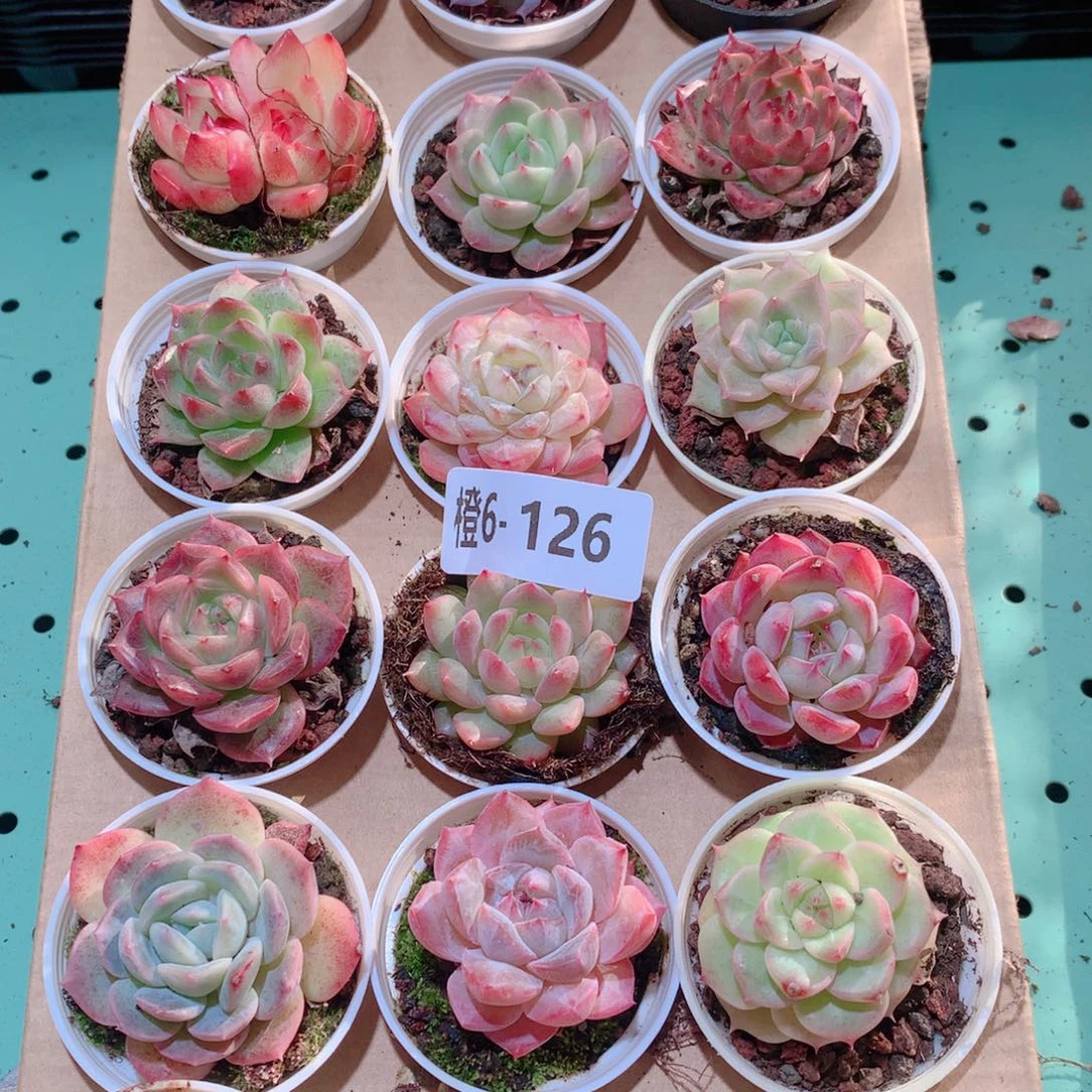 6-126一物一拍多肉带盆18颗