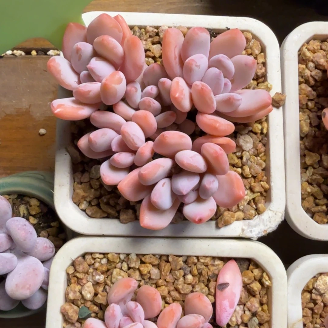 珍舞奶酪44444444444