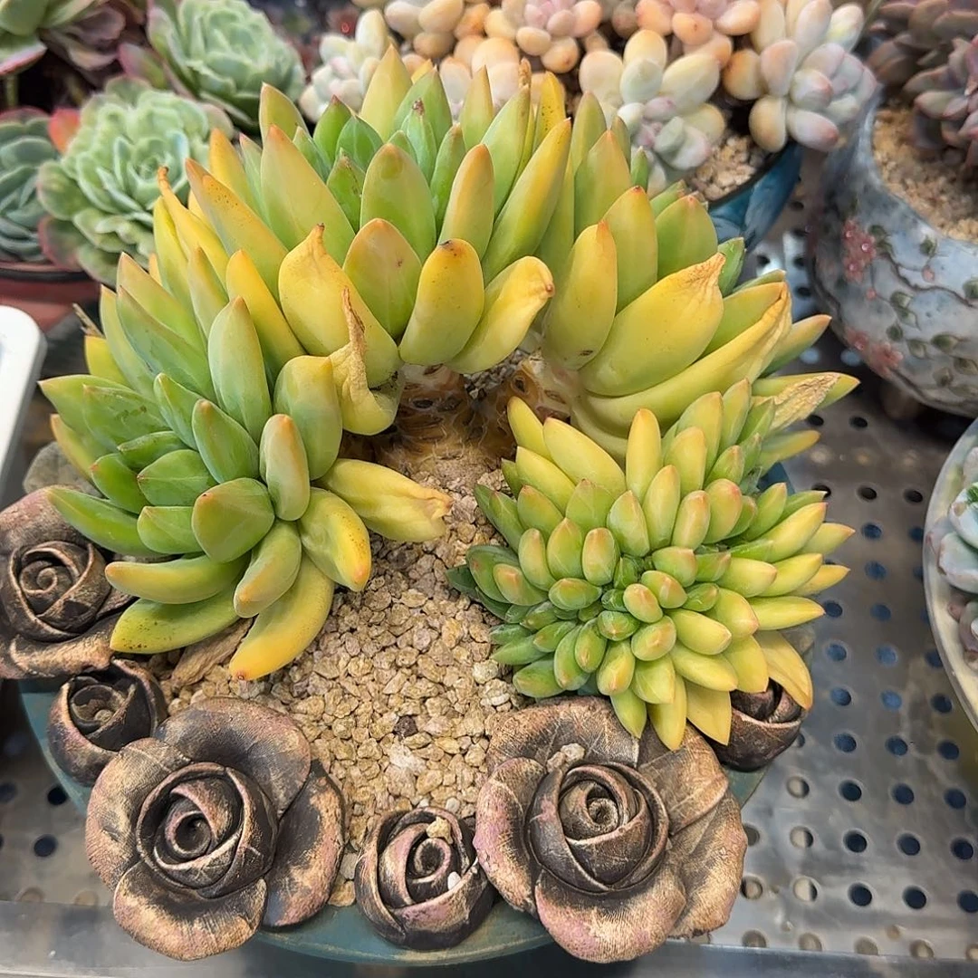 海洋之歌。缀。