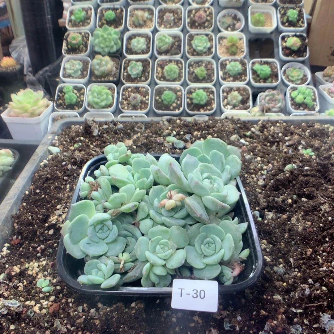 无花朵T30英语英语英语英语