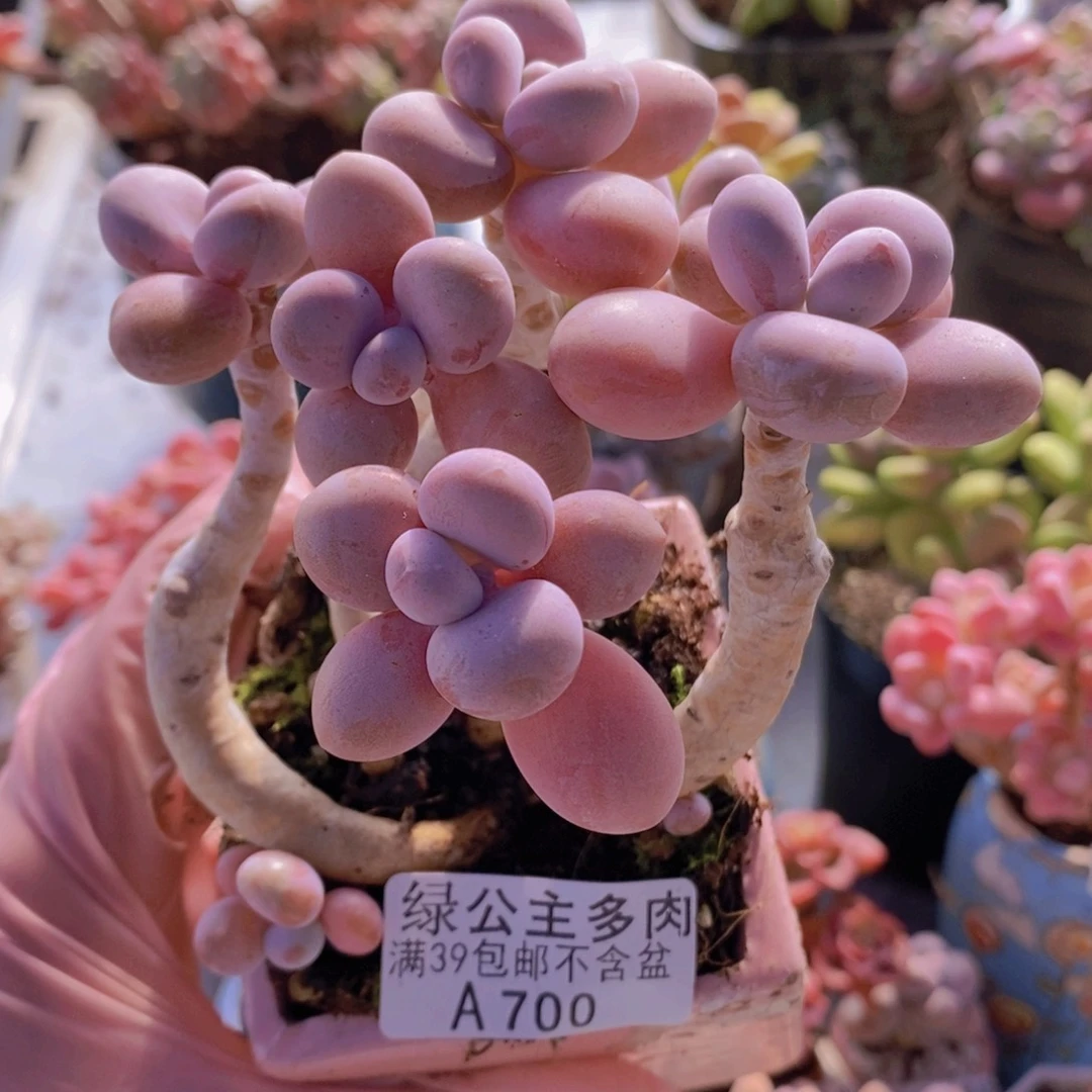 糖果桃蛋老桩9cm700多肉