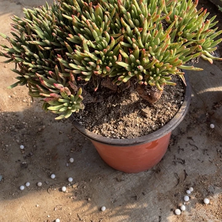 7*后989号维思辛达多肉植物