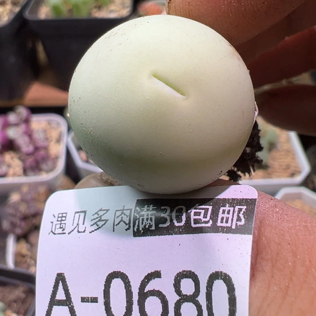 肉植物111多种111