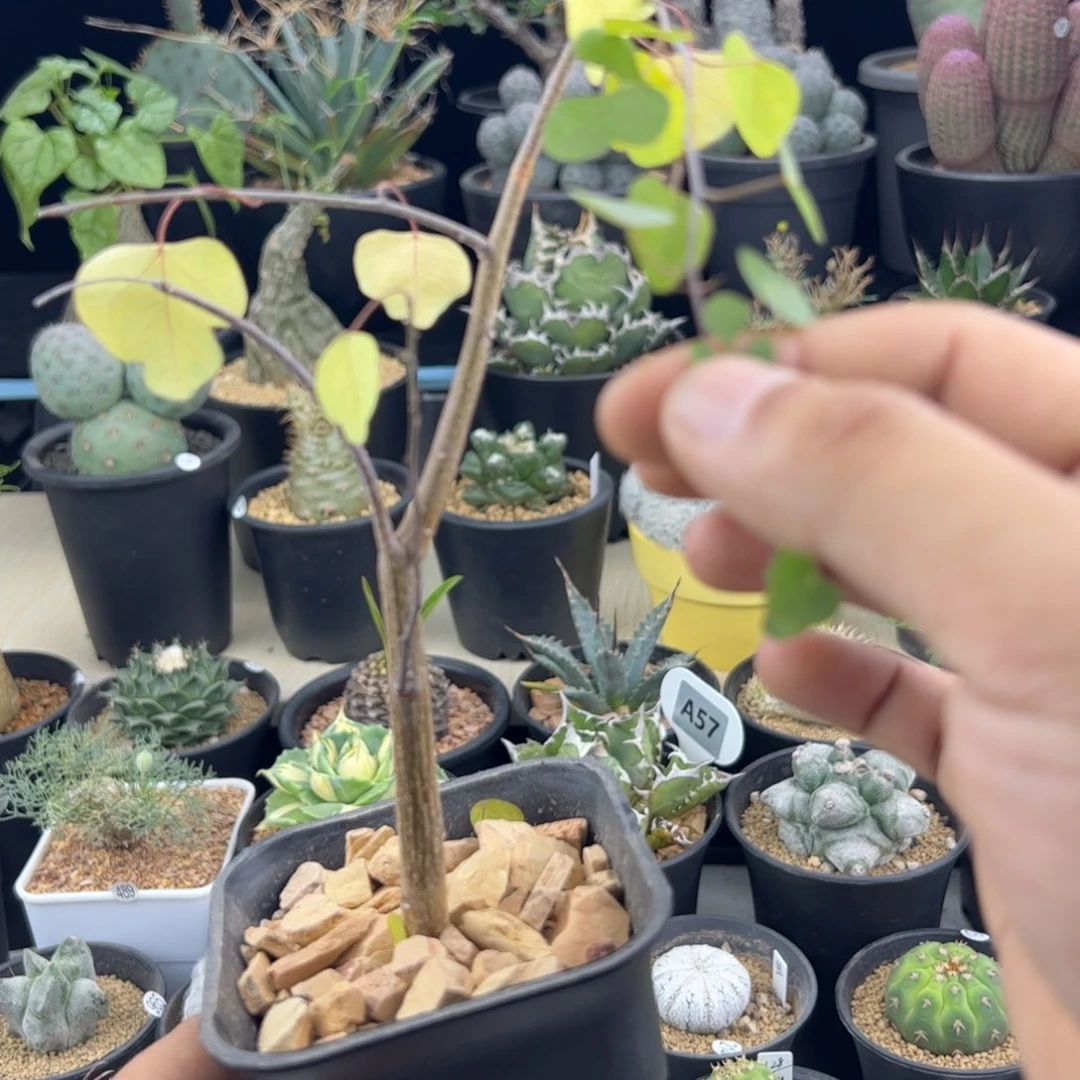 马岛西番莲一物一拍