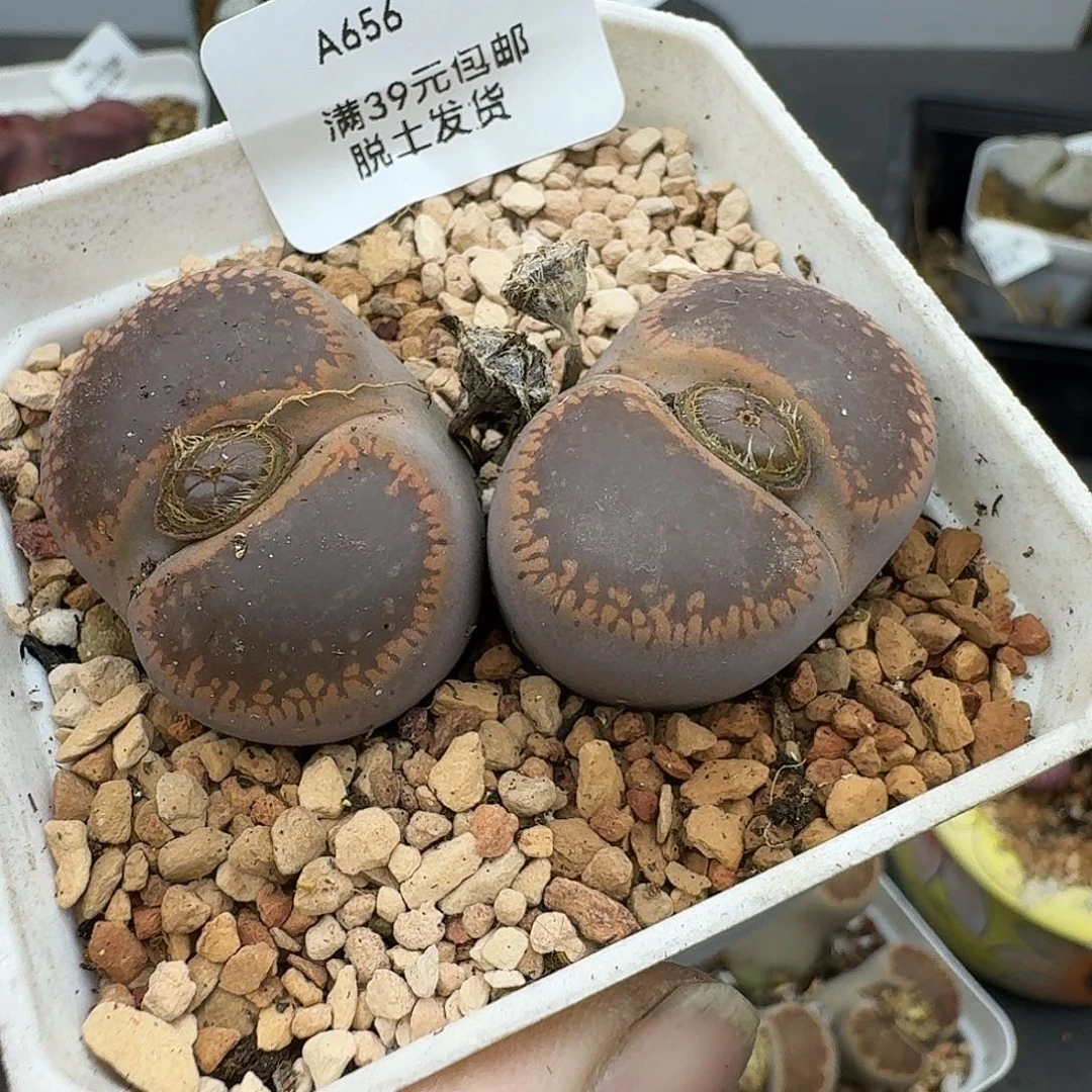 656多肉哈哈哈哈哈哈