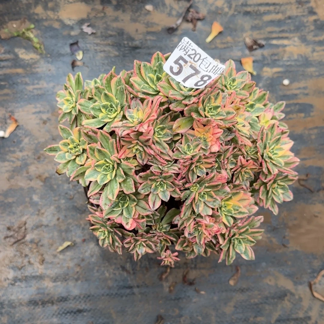 甜茶578满20包邮断枝不包