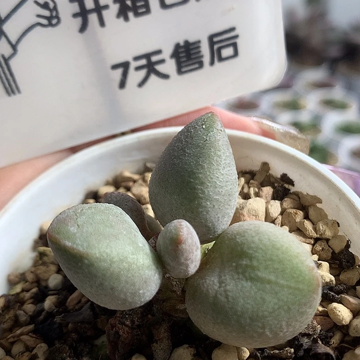 A7421 专拍专拍专拍