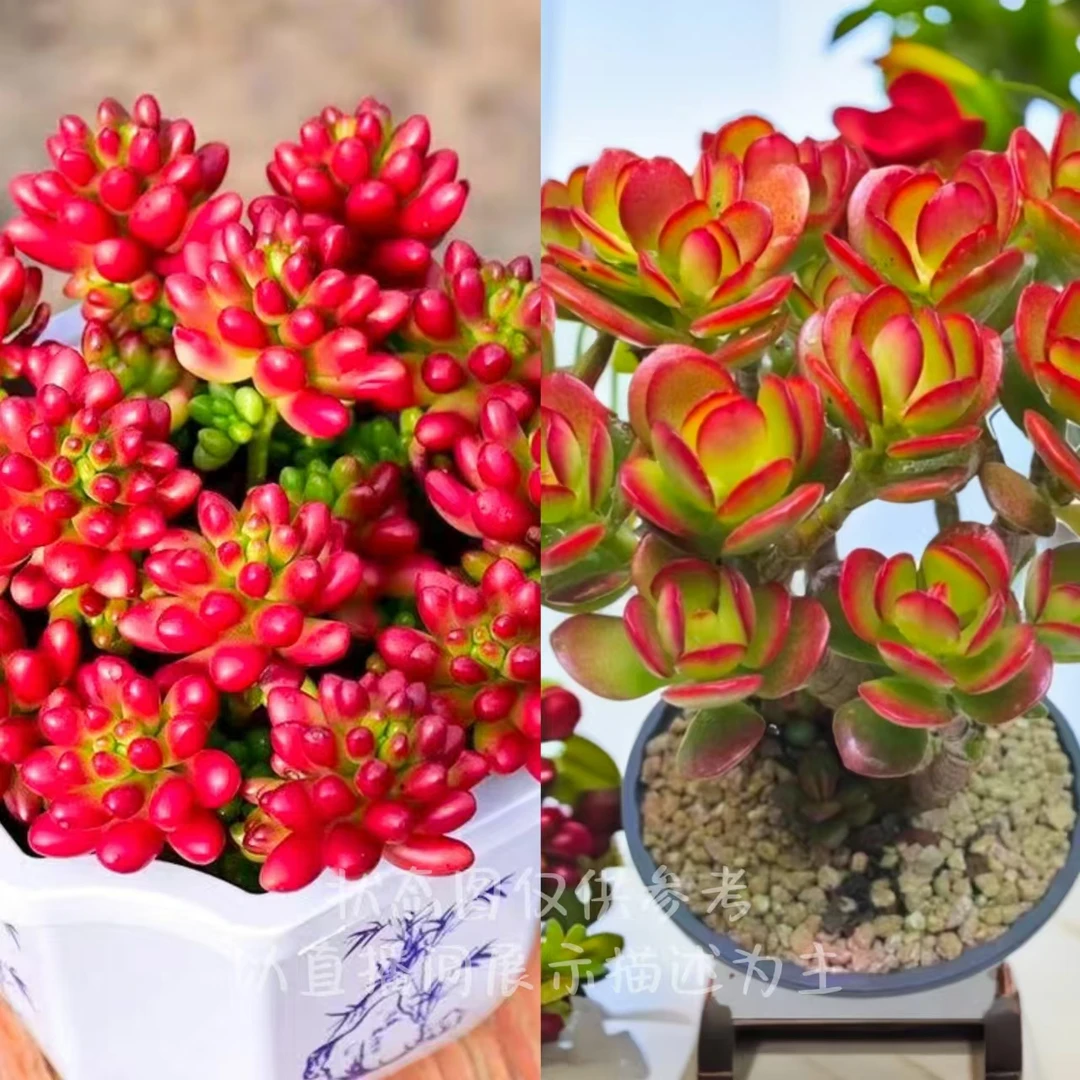 T【转运珠＋摇钱树】 年宵纳福耐冻耐晒皮实易爆崽 新手好养云南售后