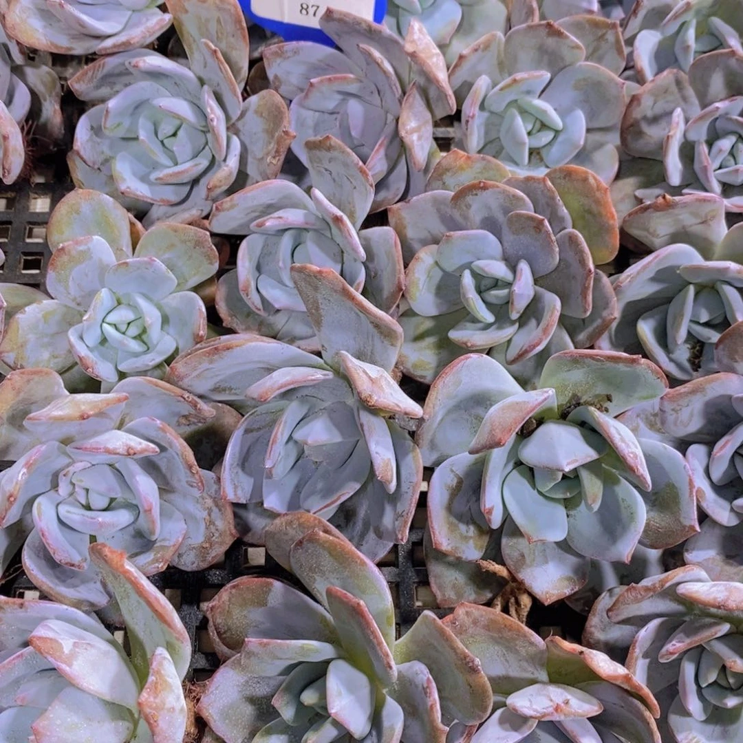 87-精品老桩奶茶单头三个