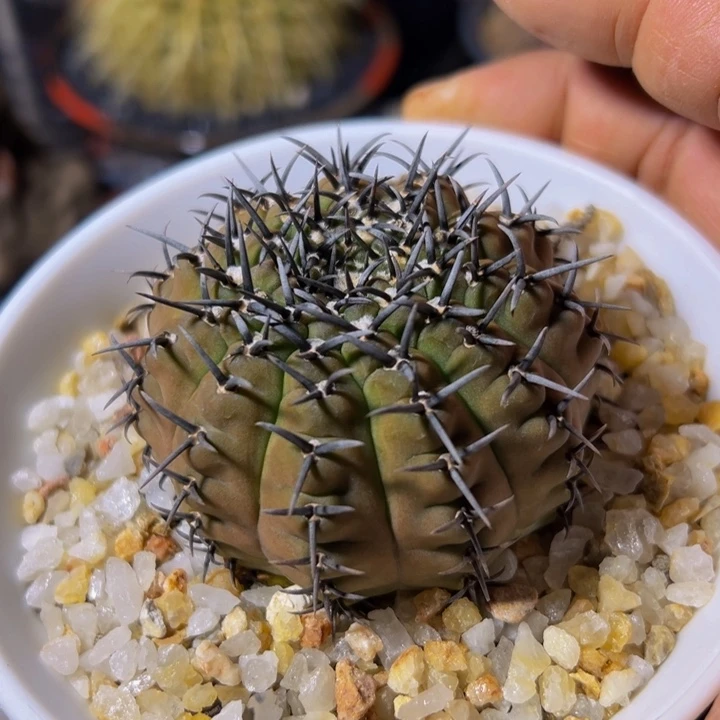 精品黑凤放漏福利118