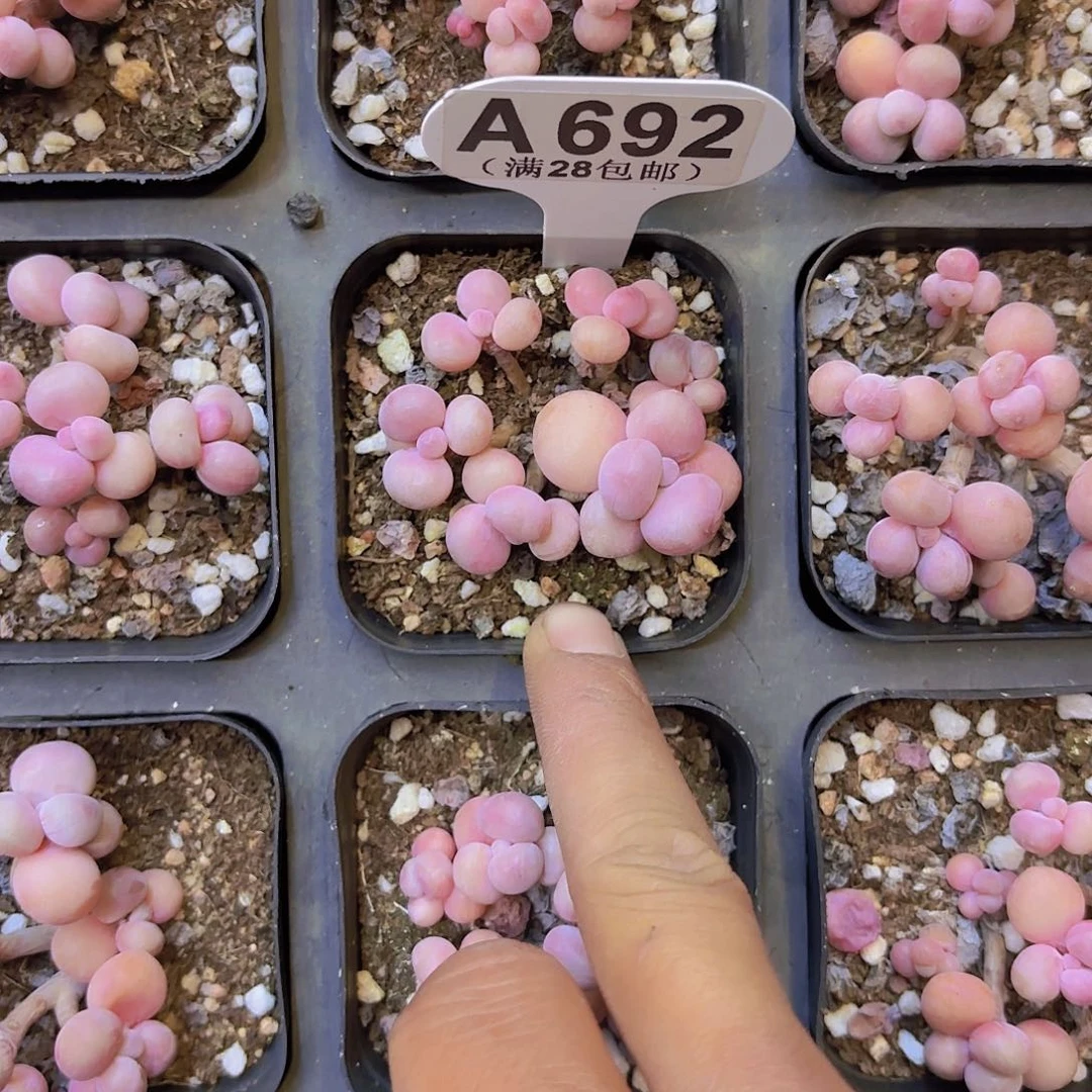 A692丸叶糖果桃蛋一物一拍