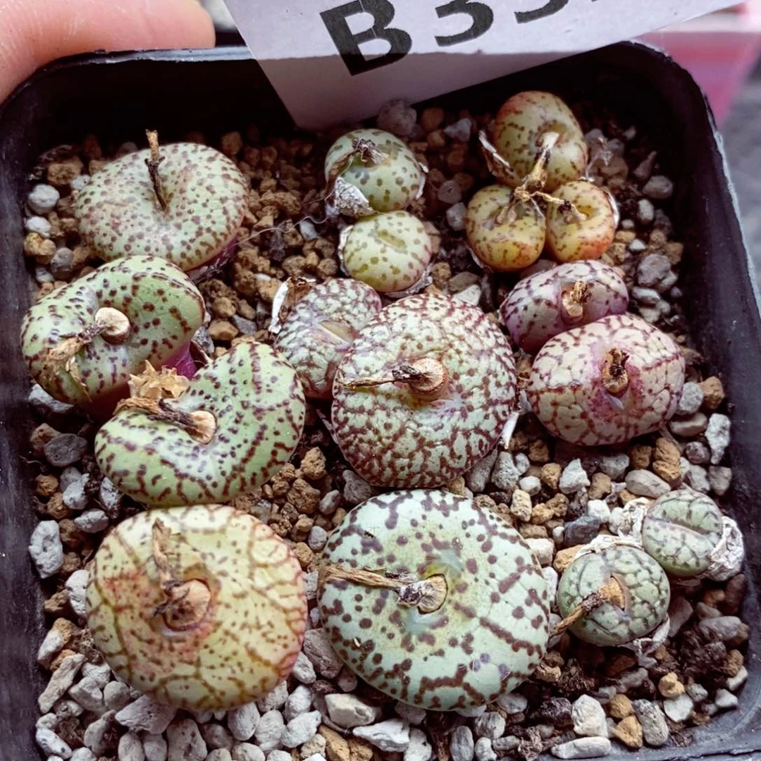 我的小姐姐们都是我的352