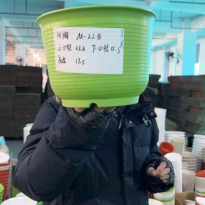 正品矮陶口23.6高17果绿无托6只