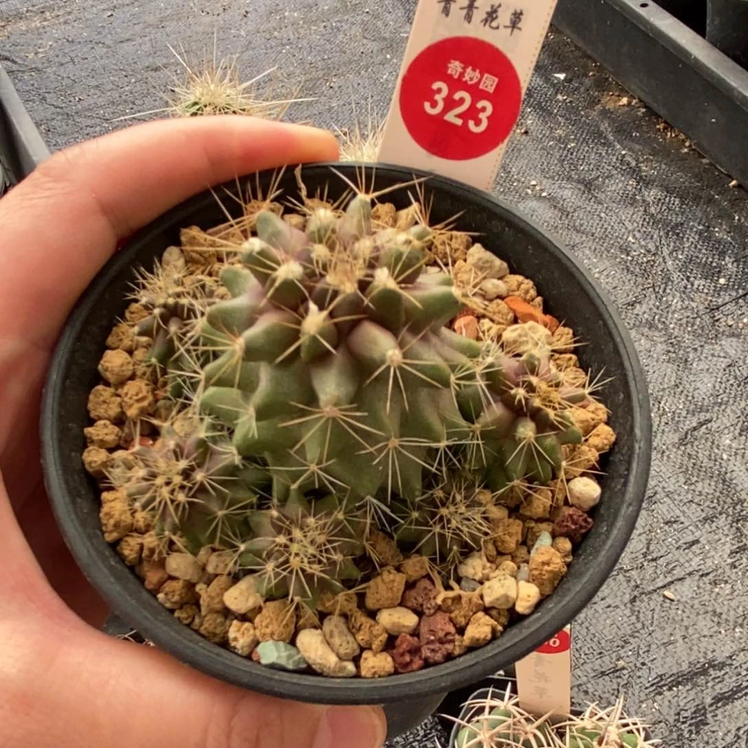 实生红体金刺龙爪球群7cm