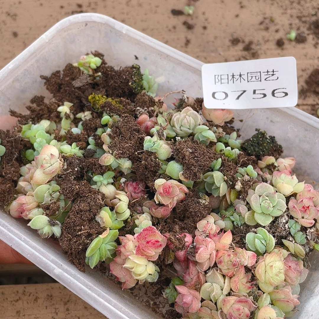 多肉植物多肉植物756