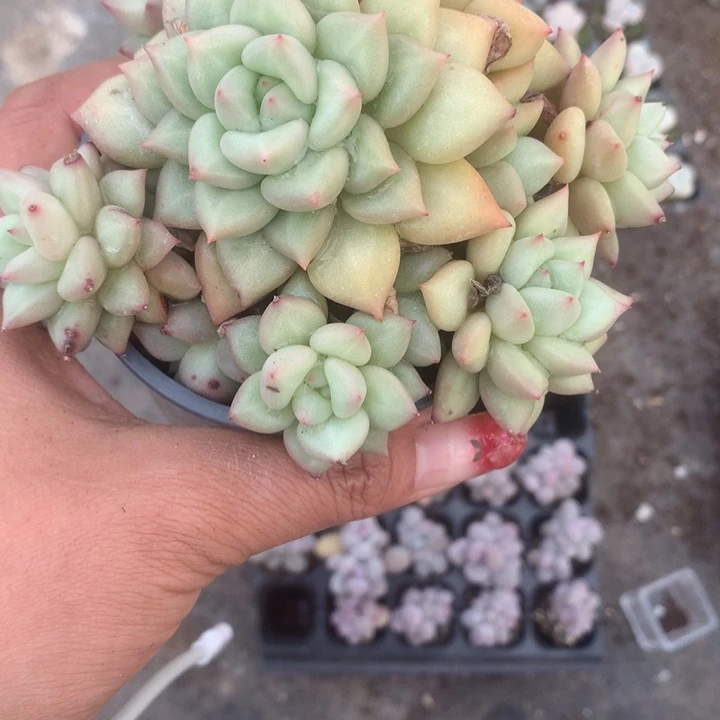 象牙群。（满9.99包邮不满9.99发空盆）