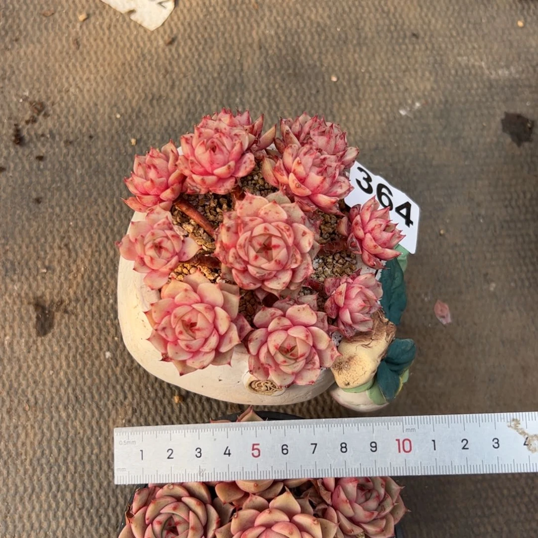 释*364 多肉植物组合盆栽