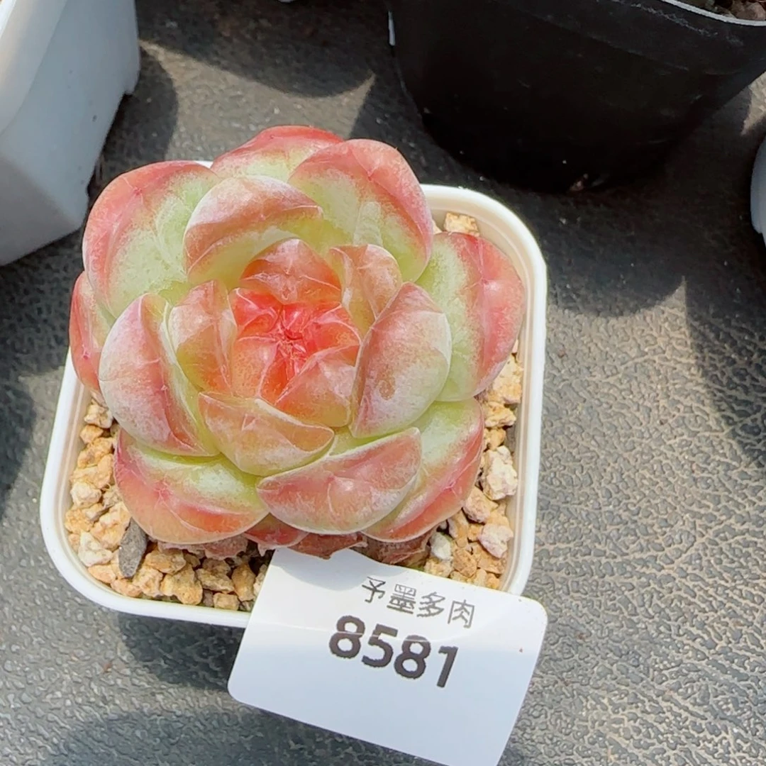 甜茶，8581多肉植物