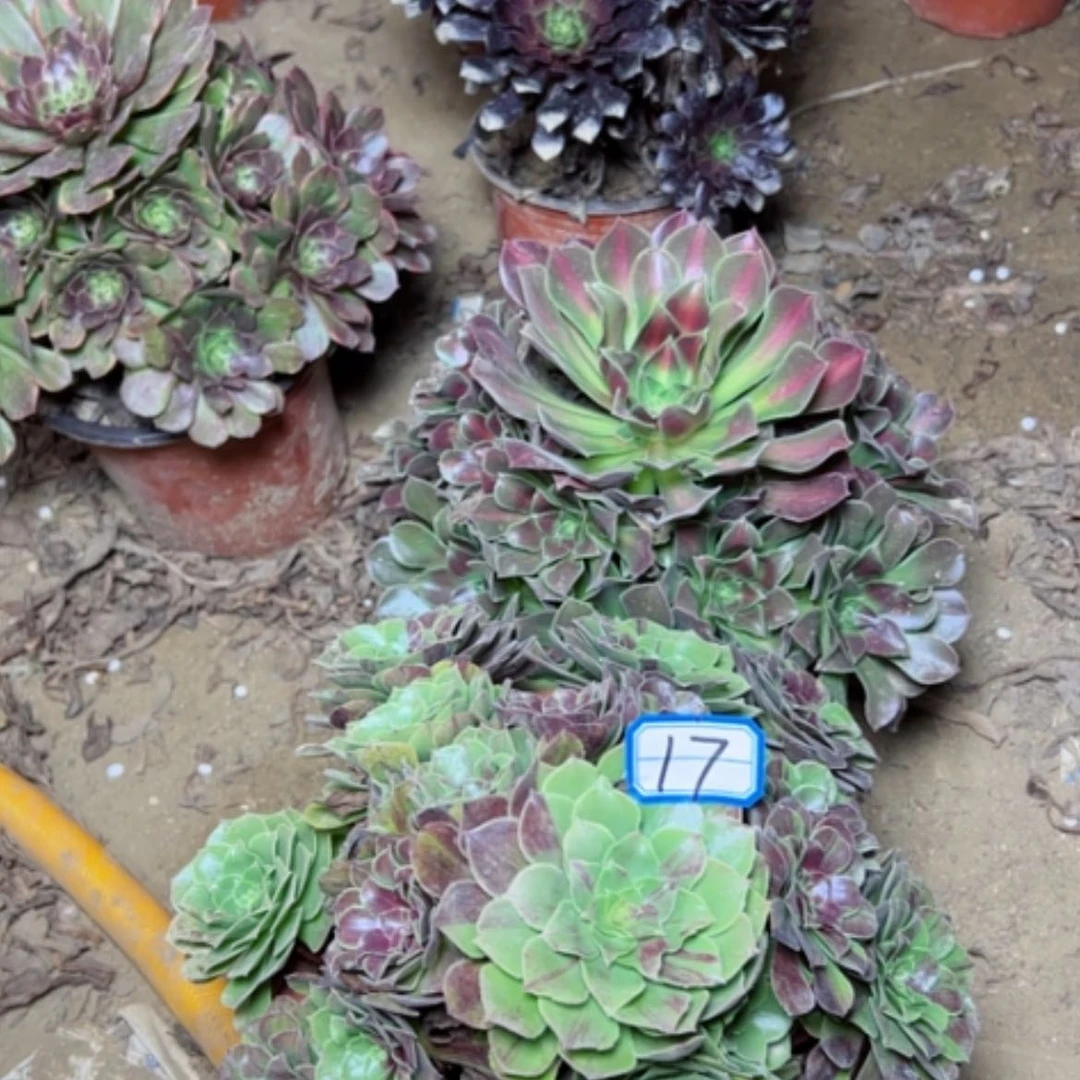 【闪购商品】断枝不包17