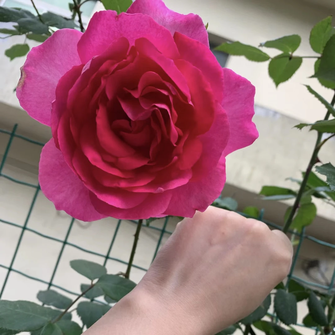 大型爬藤月季大U行四季开花浓香花园夏季春季阳台庭院净化趣味