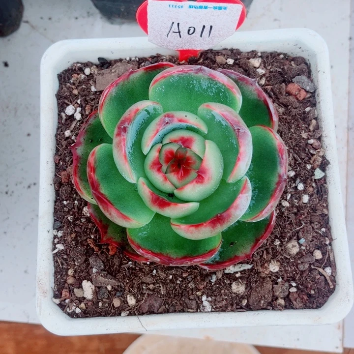 真***余惊鸿仙子多肉植物A11