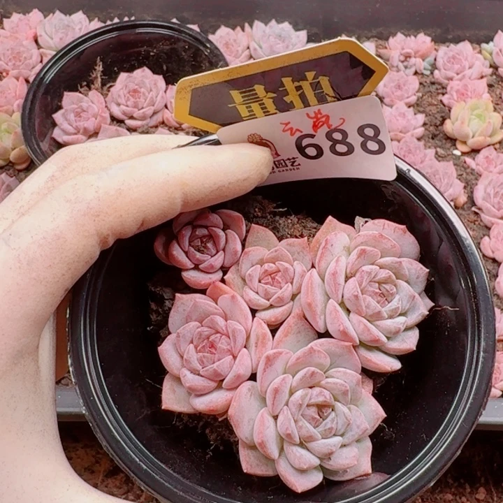 多肉植物多肉植物