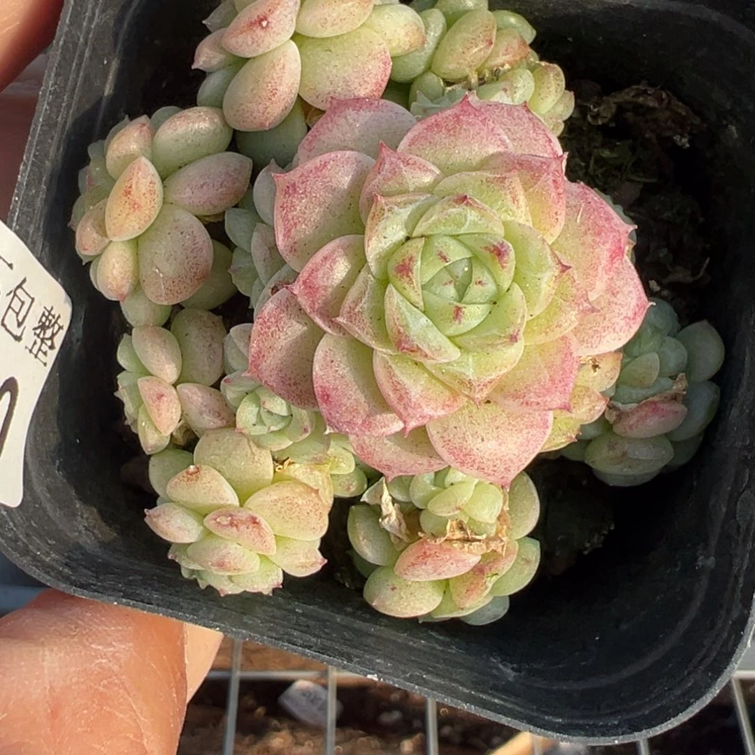 小卡拉米糖心一物一拍