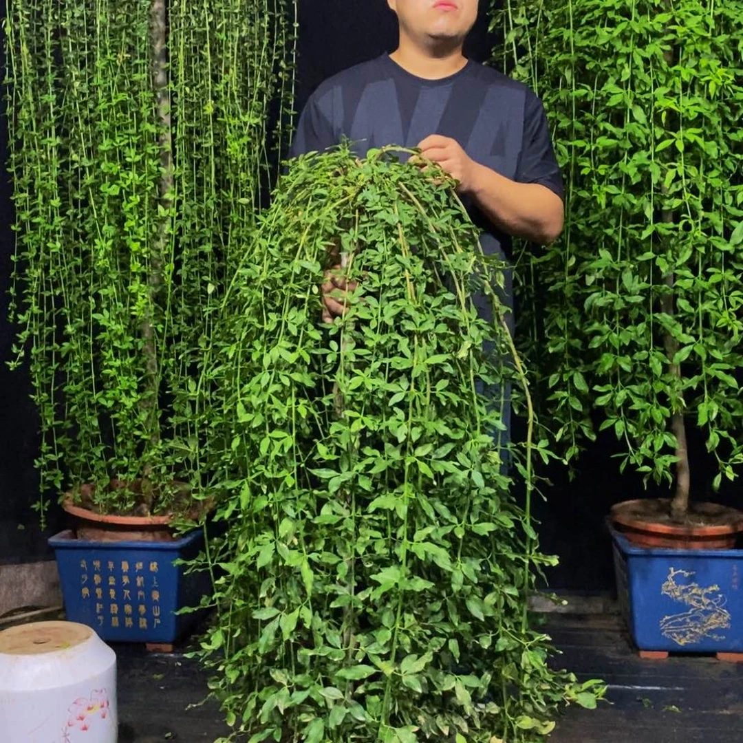 探春花，一物一拍，